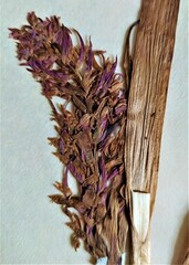 Dactylorhiza incarnata incarnata
