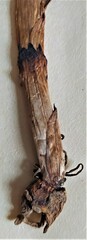 Dactylorhiza incarnata incarnata