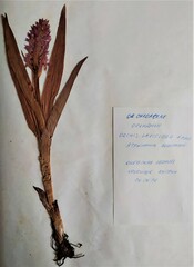 Dactylorhiza incarnata incarnata