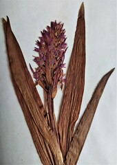 Dactylorhiza incarnata incarnata