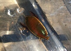 Cybister tripunctatus