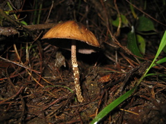 Psilocybe zapotecorum