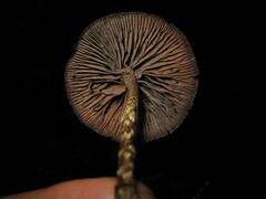 Psilocybe zapotecorum