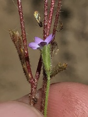 Polemoniaceae