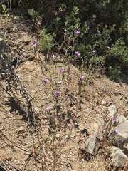Clarkia tenella