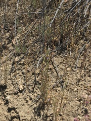 Polemoniaceae