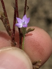 Polemoniaceae