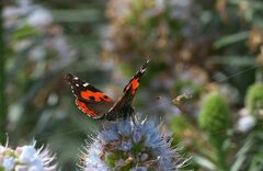 Vanessa vulcania