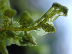 Porella cordaeana