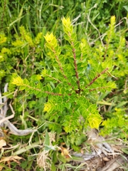Gaultheria phillyreifolia