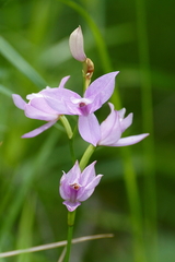 Calopogon tuberosus tuberosus