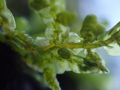 Porella cordaeana