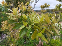 Eucryphia cordifolia