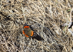 Vanessa vulcania