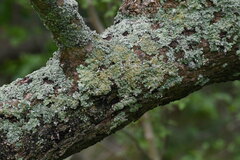 Lichinaceae