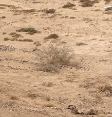 Psorothamnus emoryi emoryi