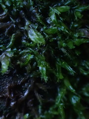 Lophocolea bidentata