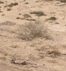 Psorothamnus emoryi emoryi