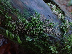 Lophocolea bidentata