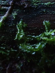 Lophocolea bidentata