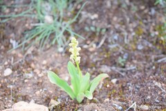 Orchis anthropophora