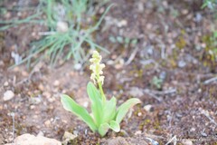 Orchis anthropophora