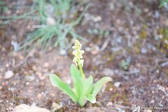 Orchis anthropophora