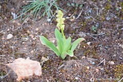 Orchis anthropophora