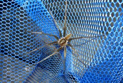 Dolomedes facetus