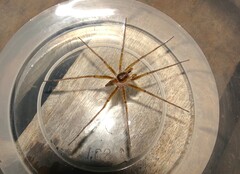 Dolomedes facetus