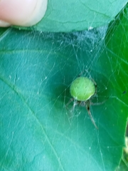 Araneus lathyrinus