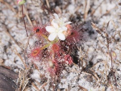 Drosera roseana