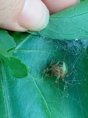 Araneus lathyrinus