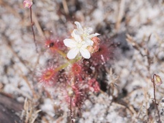 Drosera roseana