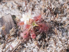 Drosera roseana