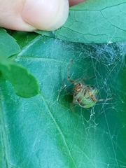 Araneus lathyrinus