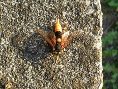 Urocerus gigas