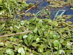 Limnobium laevigatum