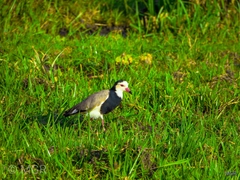 Vanellus crassirostris