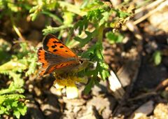 Lycaena phlaeas