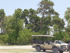 Philenoptera violacea