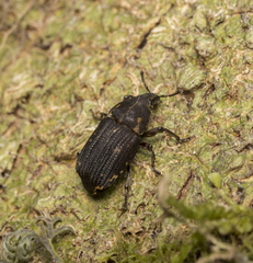 Psepholax dentipes