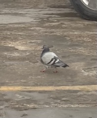 Columba livia domestica