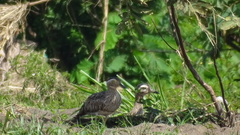 Burhinus bistriatus