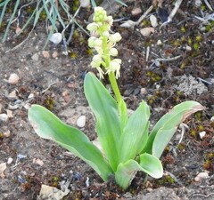 Orchis anthropophora