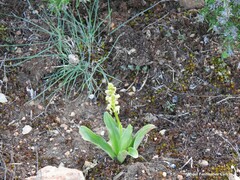Orchis anthropophora