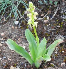 Orchis anthropophora
