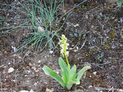 Orchis anthropophora