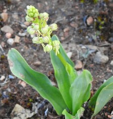 Orchis anthropophora