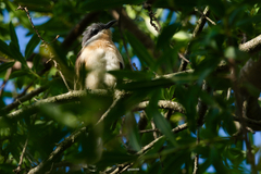 Coccyzus melacoryphus